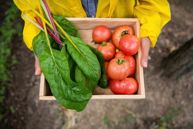 Bovenaanzicht agronomist-boerenhanden met een houten kist geoogste biologische snijbiet en rijpe tomaten in een eco-boerderij