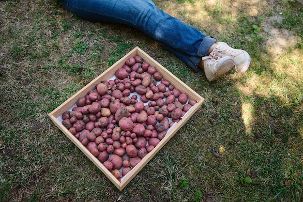 Bovenaanzicht Benen van een boer rustend op de achtertuin van een plattelandshuis naast krat met oogst van biologische aardappelen