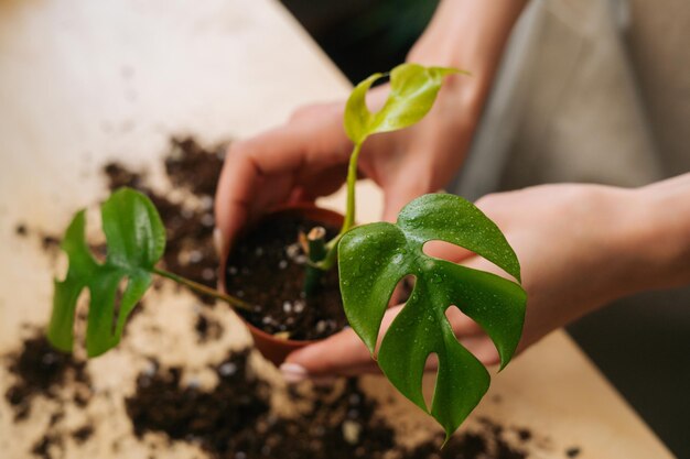 Bovenaanzicht bijgesneden opname van onherkenbare jonge vrouw tuinman in schort werkend met grond verplanten van potplanten aan tafel in huis