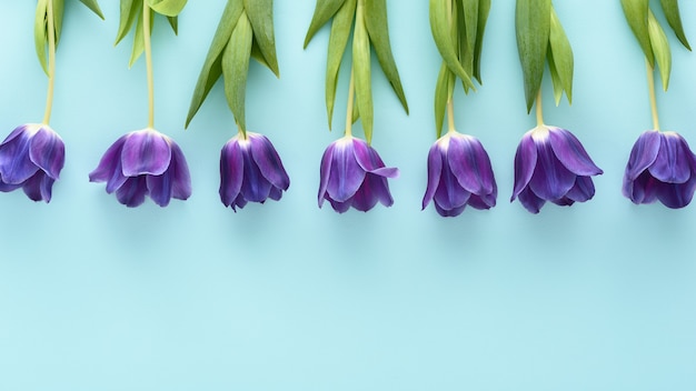 Bovenaanzicht blauwe tulpen in rij op blauwe achtergrond met kopie ruimte, bloemstuk concept