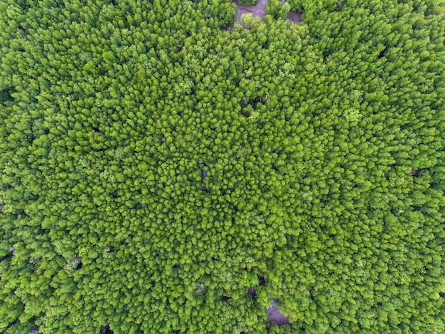 bovenaanzicht boom