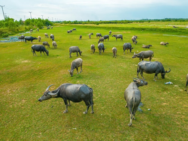 Bovenaanzicht buffalo vietnam long een provincie aan de rivieroever met groen gras landschap van aziatische huisdieren grote dieren in de habitat