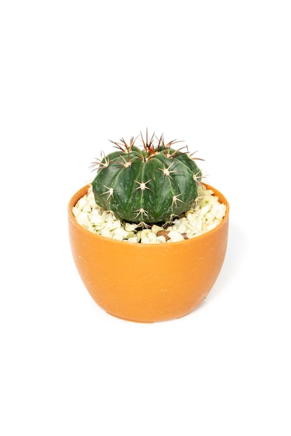 Bovenaanzicht cactus in pot geïsoleerd op wit