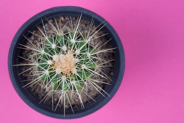 Bovenaanzicht cactus op roze achtergrond