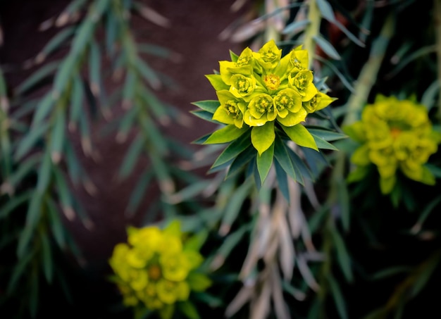 Bovenaanzicht close-up van Euphorbia rigida, Gopher Wolfsmelkpijlstaart bloeiende plant