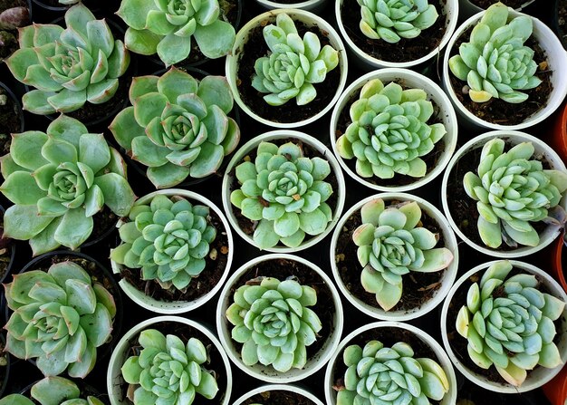 Bovenaanzicht Echeveria Elegans staat in een pot bij sierteeltkwekerij