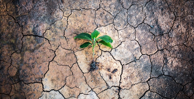 Bovenaanzicht een boom die groeit op gebarsten aarde, dor en uitgedroogd Concept van opwarming van de aarde