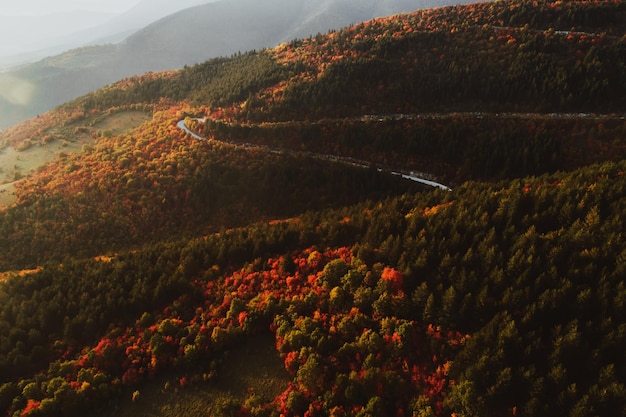 Bovenaanzicht foto van een bosweg in de herfst.