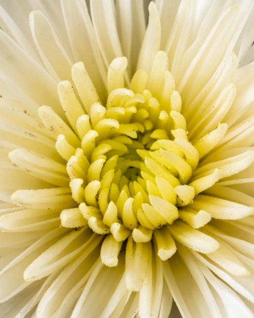 Foto bovenaanzicht gele bloem macro natuur