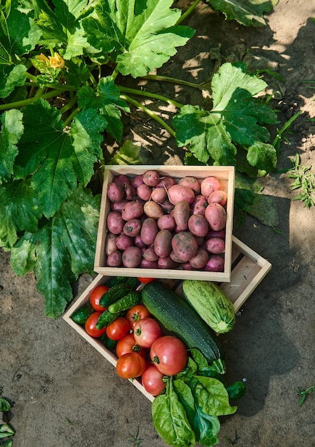 Bovenaanzicht Gestapelde houten kisten met verse oogst van biologische seizoensgebonden biologische groenten van eigen bodem in het landhuis