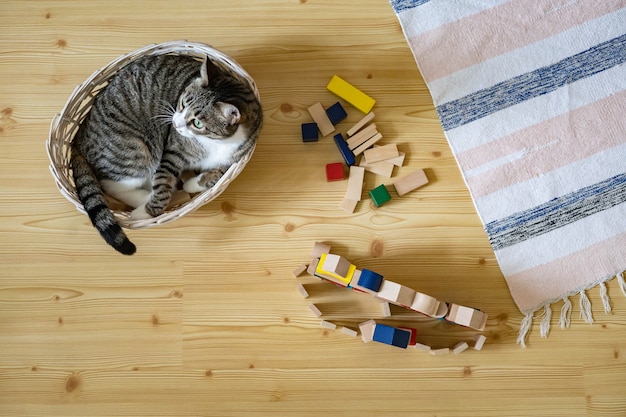 Bovenaanzicht grappige kleine kat liggend in stro mand op de vloer bij kinderachtige kamer houten gestapelde blokken speelgoed