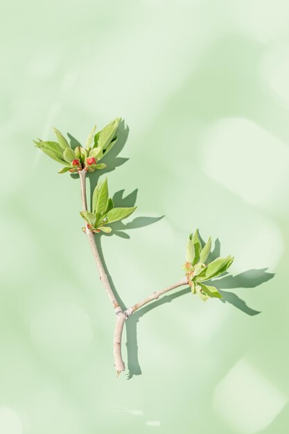 Bovenaanzicht groen blad bij zonlicht in minimalistische stijl op pastelgroene achtergrond met zonnig hoogtepunt