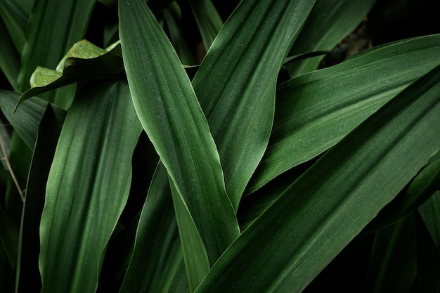 Bovenaanzicht groene tropische bladeren