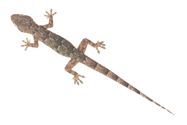 Bovenaanzicht huisgekko