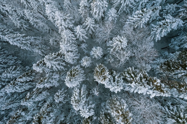 Foto bovenaanzicht in vogelvlucht van besneeuwd bos en ijzige boomtoppen vlieg over bevroren winterbos met besneeuwde bomen naaldbos in de winter