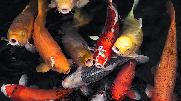 Bovenaanzicht kleurrijke koi vissen