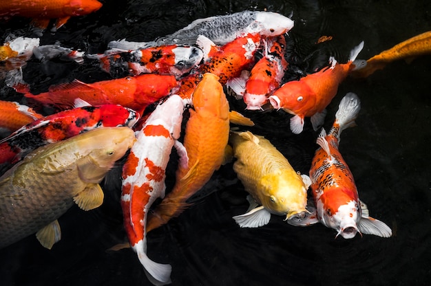 Foto bovenaanzicht kleurrijke koi vissen