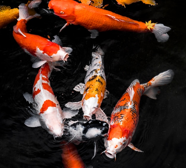 Foto bovenaanzicht kleurrijke koi vissen