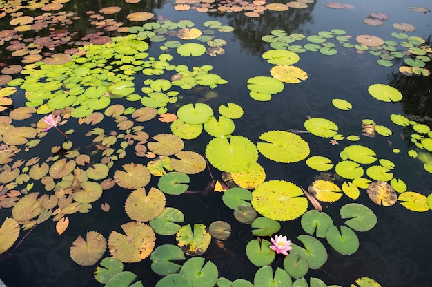 Bovenaanzicht landschap van lotus vijver. kleurrijk van lotusvijver