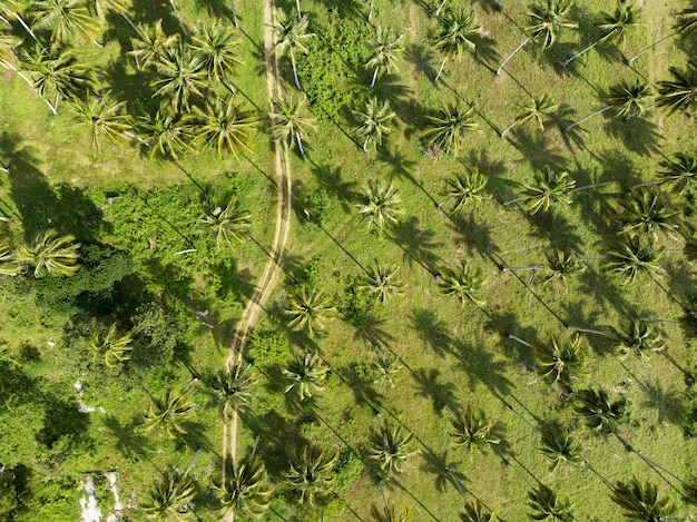 Bovenaanzicht luchtfoto van het kokospalmenbos en schaduwen van kokospalmendrone luchtfoto boven enorme lange palmbomen op het tropische eiland