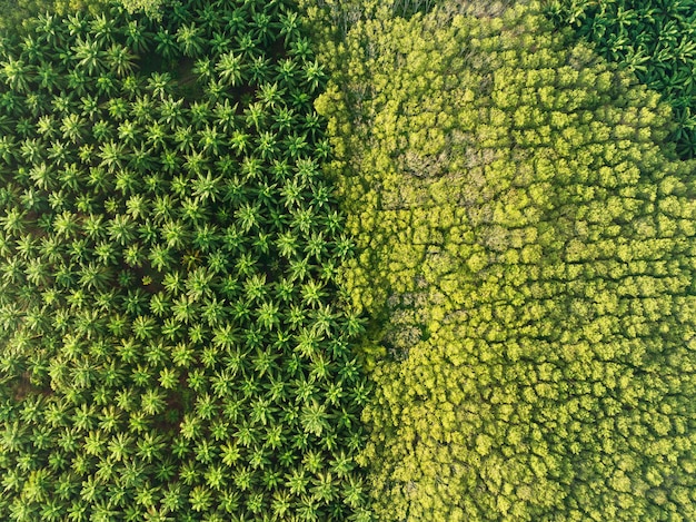 Bovenaanzicht luchtfoto van het palmbos met groene bomen, palmbos en schaduwen van palmbomen. verbazingwekkende natuurbomen achtergrond