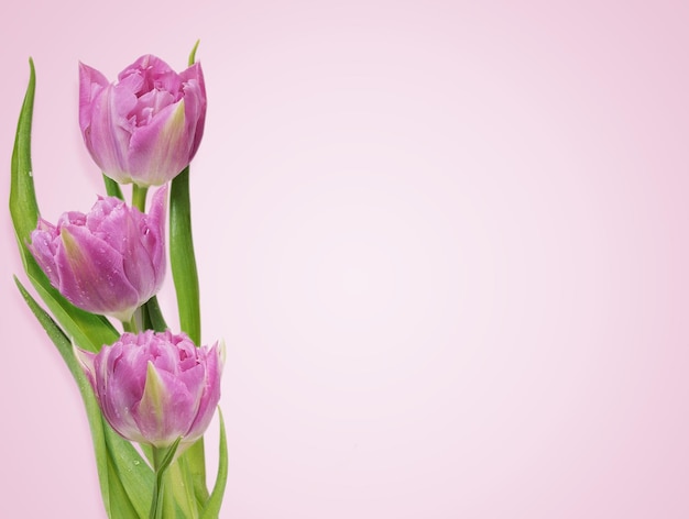 Bovenaanzicht met roze tulpen op roze achtergrond