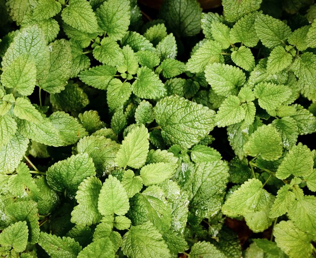 Bovenaanzicht mint planten