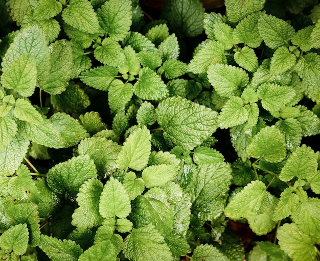 Bovenaanzicht mint planten