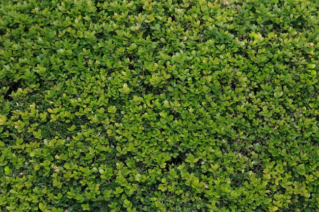 Foto bovenaanzicht mooi arrangement van groen gebladerte