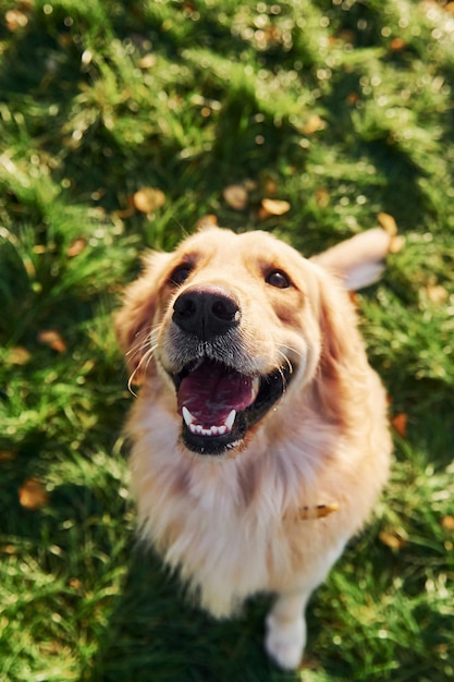 Bovenaanzicht Mooie Golden Retriever-hond maakt een wandeling buiten in het park