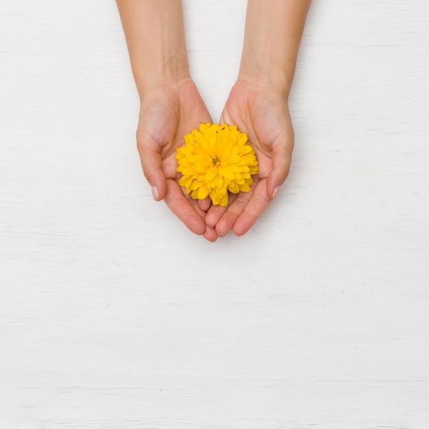 Bovenaanzicht op dames handen met grote gele bloem op witte houten achtergrond