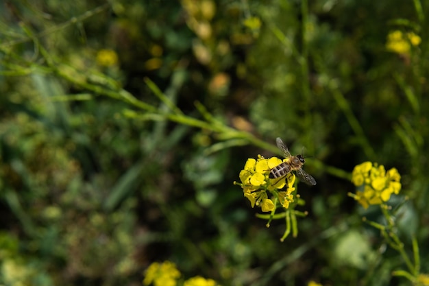 Bovenaanzicht op de honingbij die op de gele bloem zit en deze bestuift