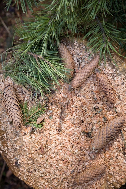 Bovenaanzicht op dennenappels en dennentakken op oude boomstronk nature