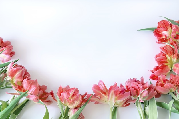 Bovenaanzicht op roze tulp bloemen die op een witte achtergrond liggen.