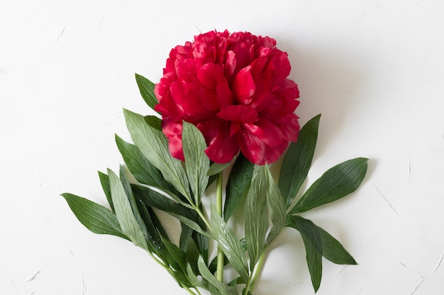 Bovenaanzicht peony bloem met bladeren