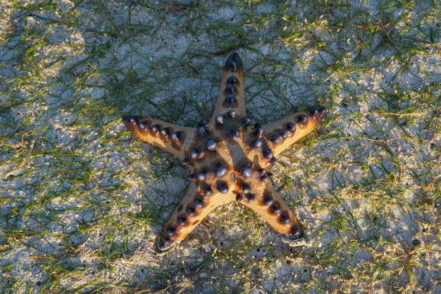 Bovenaanzicht Single Starfish ligt op het zand van het strand