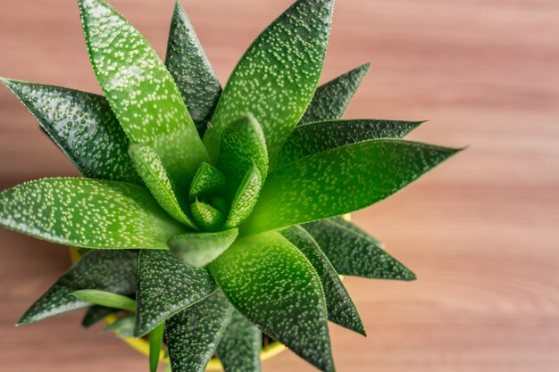 Bovenaanzicht van aloë vera plant in gele keramische pot, kamerplant, binnenlandse tuinieren.