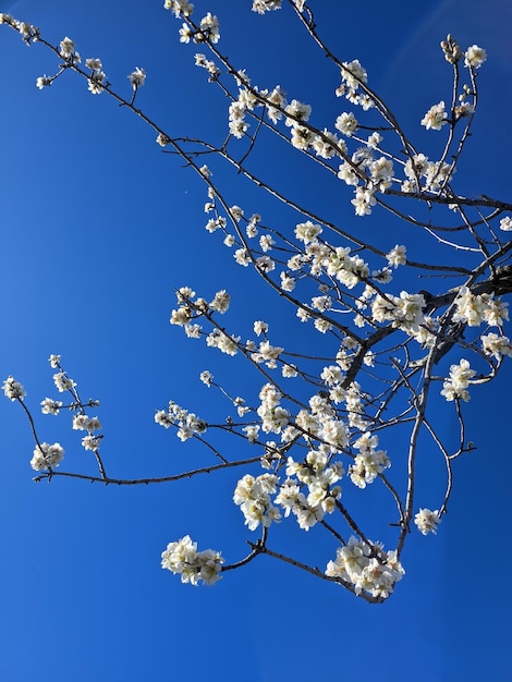 Bovenaanzicht van bloeiende roze appelboom, tak met bloemen in het voorjaar. Landschap. Landelijke scène. Kers