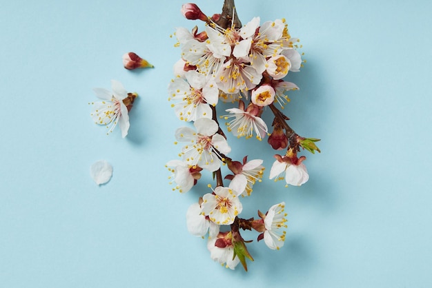 Bovenaanzicht van boomtak met bloeiende lentebloemen op blauwe achtergrond