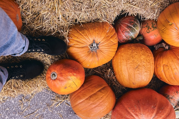 Bovenaanzicht van Boot op boerderijmarkt op hooi. Close-up benen in jeans en schoenen in Thanksgiving vakantie en Halloween decor.