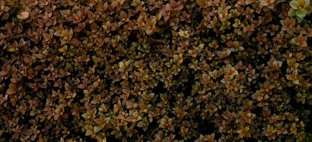 Bovenaanzicht van bruine bladeren van sierplanten in de tuin Jonge bruine bladeren achtergrond