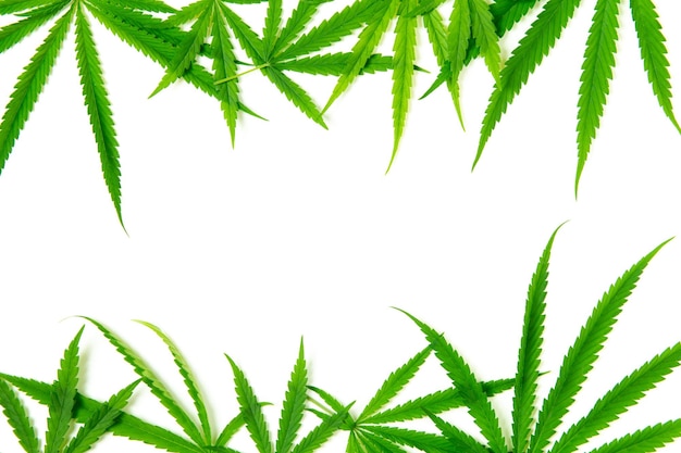 Bovenaanzicht van cannabisblad op witte achtergrond De bladeren van de cannabisplant zijn rijk aan antioxidanten