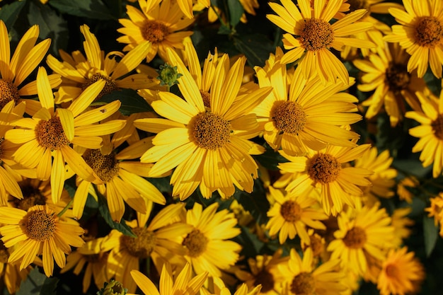 Bovenaanzicht van de achtergrond van bloeiende gele heliopsis bloemen