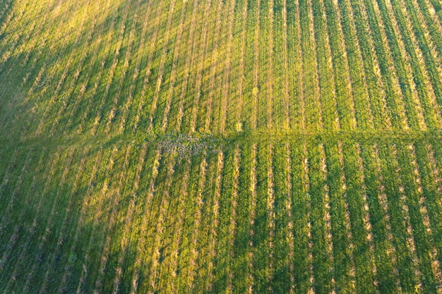 Bovenaanzicht van de boomgaarden met appelbomen Veel jonge bomen in de herfst