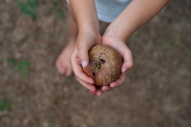 Bovenaanzicht van de handen van een kind met een rotte appel