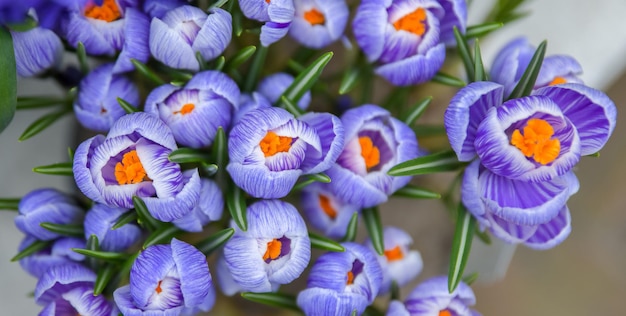 Bovenaanzicht van de paarse krokusknoppen