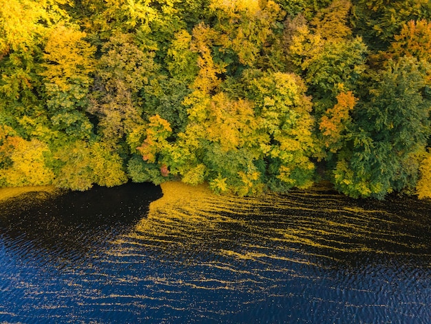 Bovenaanzicht van de rivier omringd door herfstbos