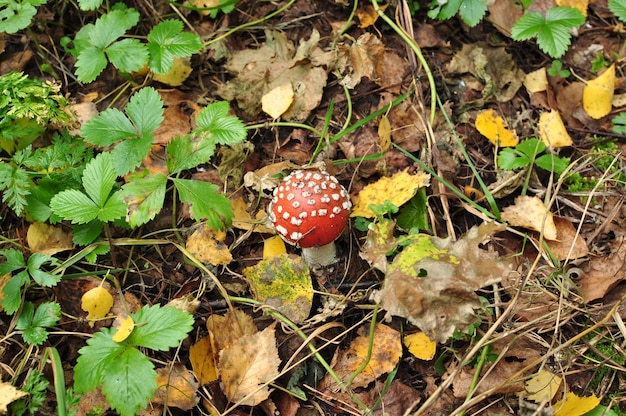 Bovenaanzicht van de vliegenzwam. Paddestoel op een achtergrond van groene bladeren van wilde aardbeien en droge bladeren. Herfst.