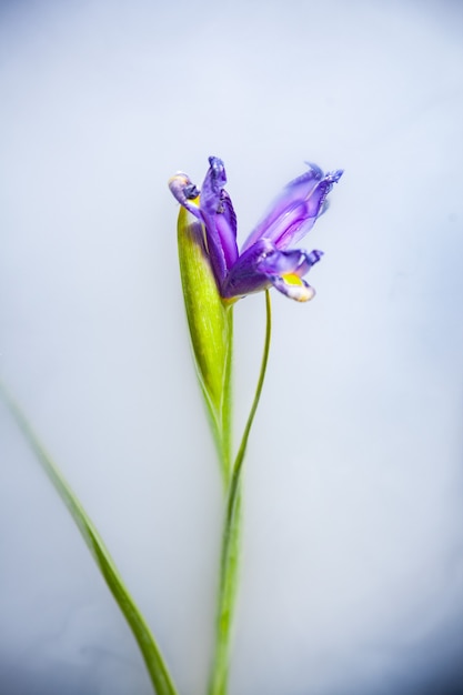 Bovenaanzicht van delicate paarse iris xiphium bloem drijvend in melkachtig water in donkere badkuip