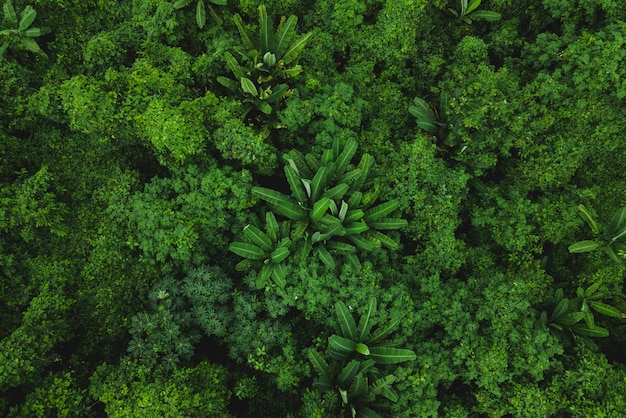 Bovenaanzicht van dicht bos met meerdere fruit- en groentebomen en verse en groene bladeren van papaya en bananenfruit